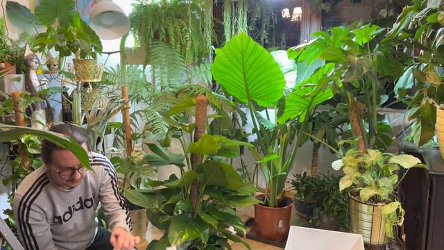 Kupilem Giganta Epipremnum Aureum