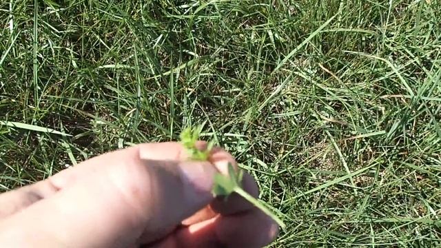 Fertilizer Spreading Ammonium Sulfate смотреть онлайн