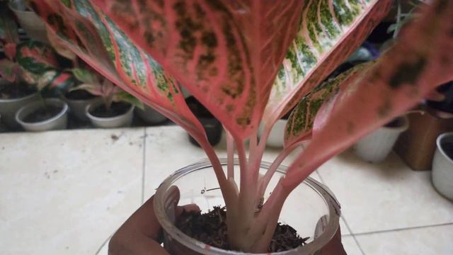 AGLONEMA RED SUMATRA MUTASI by wahyunwkshop смотреть онлайн