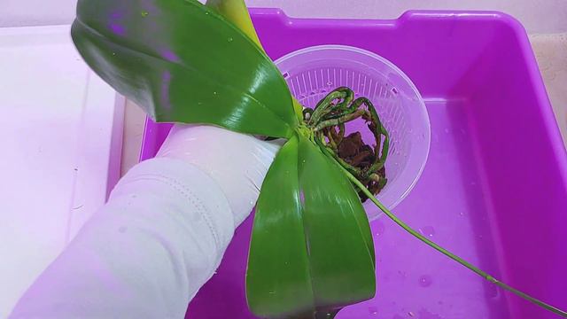 원종 호접란과 덴드로비움 실패없는 분갈이 방법과 주의할 점. Re pot original Phalaenopsis. смотреть онлайн