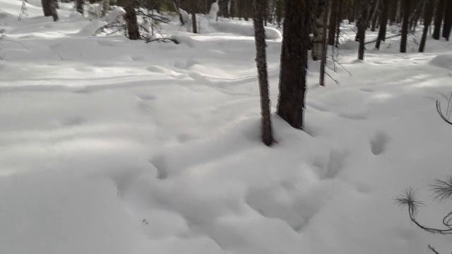 Закрытие сезона ОХОТЫ на СОБОЛЯ капканами 2019 2020 смотреть онлайн