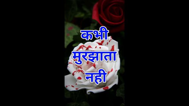 Happy Rose Day 🥀 happy rose day shayari, happy rose day video, happy rose day status #roseday #vide смотреть онлайн
