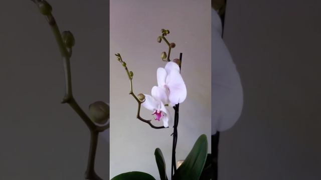 Ред Лип. Новая орхидея с огромными цветами. смотреть онлайн