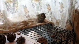 Домашние любимцы , бурундуки