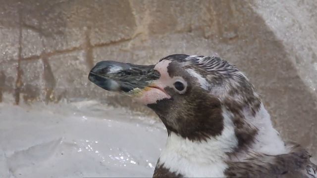 Чем болен этот пингвин?