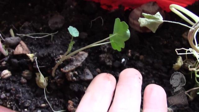 КОШКА И НАСТУРЦИЯ! смотреть онлайн