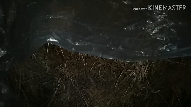 ЧТО ВЫ ДОЛЖНЫ ЗНАТЬ ПРО ВЬЕТНАМСКИХ ПОРОСЯТ!!!ОШИБКИ СОДЕРЖАНИЯ!!! смотреть онлайн