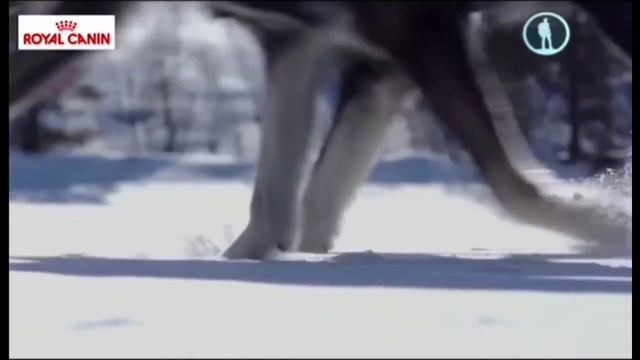 Реклама "Royal Canin" 2015-2018 смотреть онлайн
