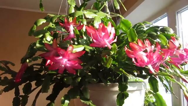 MDG 4443 мои цветы зацвели ДЕКАБРИСТ смотреть онлайн