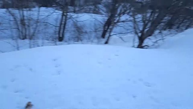 ШОК КОНТЕНТ, НАСТОЯЩЕЕ БРЕВНО ИЗ КЛЭШ РОЯЛЯ, СМОТРЕТЬ ВСЕМ смотреть онлайн