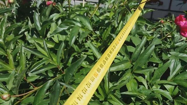 Подвязка колготками огромного куста! Разрыв шаблона. смотреть онлайн