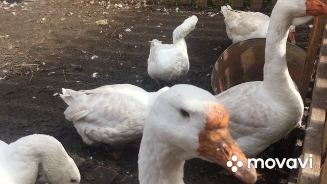 Сколько лет живут Гуси смотреть онлайн