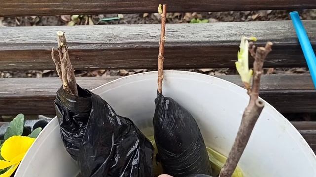 Виола, древовидный пион- подарки на праздник. смотреть онлайн