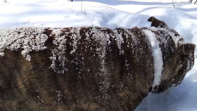 В сугробы за подснежниками... смотреть онлайн