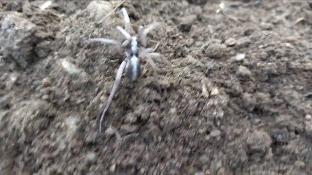 Лучистый тарантул. Снято 18.05.2022 смотреть онлайн