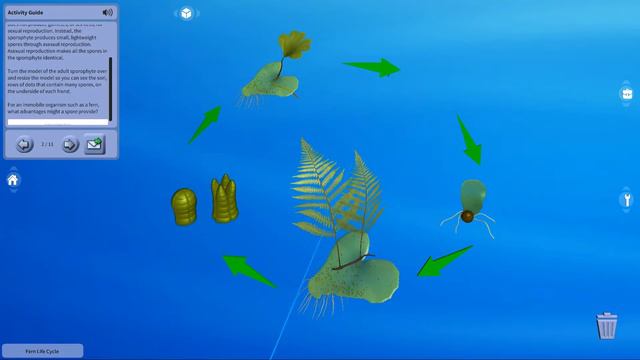 Fern Life Cycle (Studio) смотреть онлайн