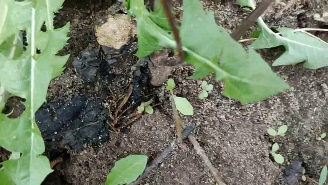 Инжир из семян 2021 2023 смотреть онлайн