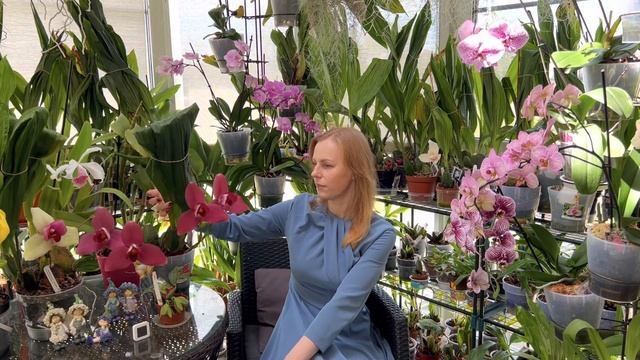 Орхидея Ликаста