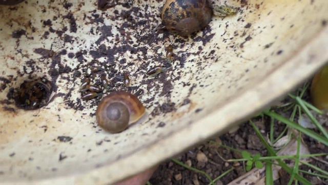 Cargol Bover (Helix aspersa) caracol común. смотреть онлайн