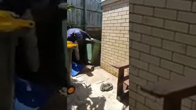 Snake Catcher Finds Carpet Python 'Chilling' Under Garbage Bin смотреть онлайн