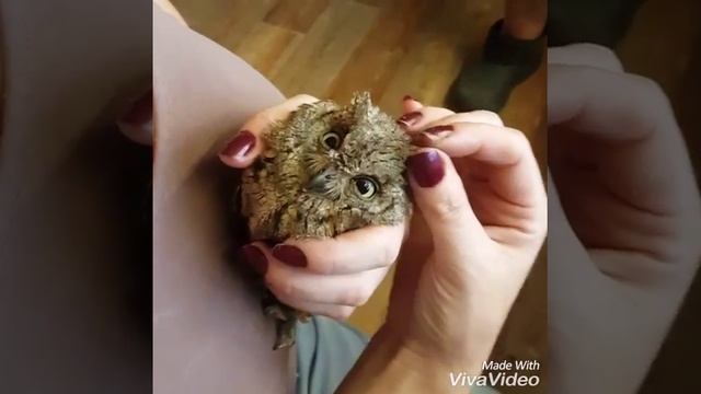 Маленький сыч. Совушка глазастик смотреть онлайн