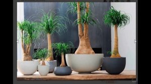 Комнатные пальмы: разновидности декоративных домашних цветов с названиями, уход, пересадка растений