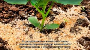 Легкая и рыхлая почва с опилками для рассады томатов — особенности приготовления дома