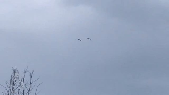Летят утки и два гуся))) смотреть онлайн