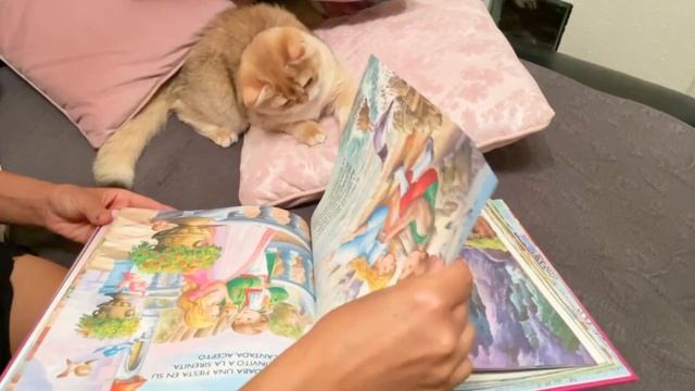 FUNNY CAT READING A BOOK ?? смотреть онлайн