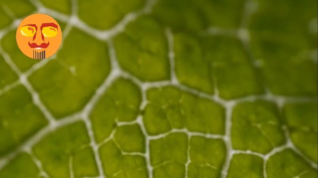 Уильям Хогарт «Анализ красоты». Введение.