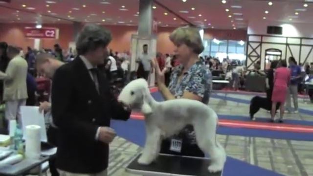 INTERRA 2012 Бедлингтон Суки-промежуток MOV2FC смотреть онлайн