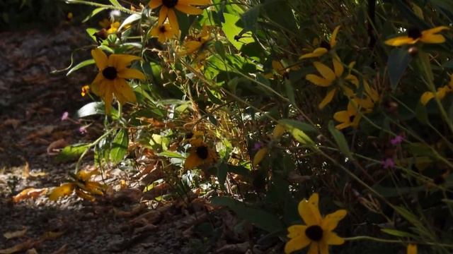 Pachamama (Earth Mother) - Marcello Baquero & Glen Hoban смотреть онлайн