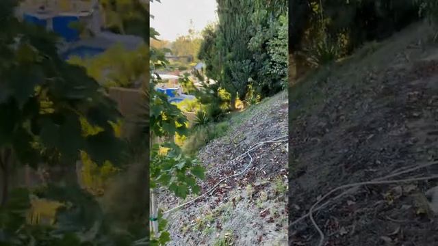 October glory red maple update zone 10a Southern California смотреть онлайн