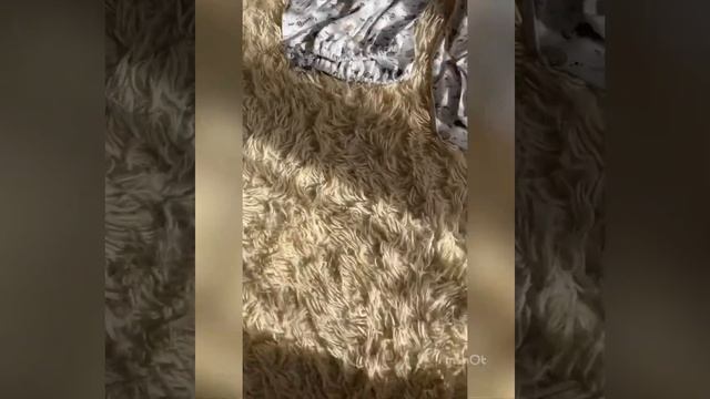 Подарок от Ленинградской области. смотреть онлайн
