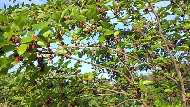 ШЕЛКОВИЦА (ТУТОВОЕ ДЕРЕВО) КРУПНОПЛОДНАЯ "ЧЕРНЫЙ ПРИНЦ" смотреть онлайн