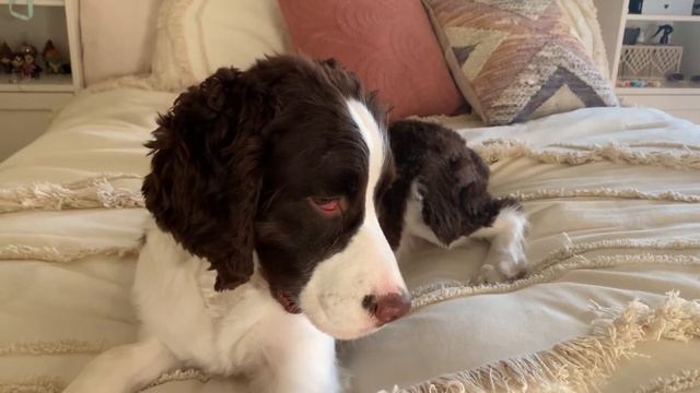 Stanley reacts to car wash, bongo cat, and virtual dog barks смотреть онлайн