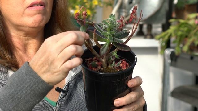 Echeveria Red Velvet