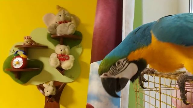 Попугай ара и кубинский амазон: знакомство смотреть онлайн