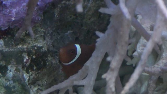 Stuttgart Wilhelma Zoo and Botanical Garden Aquarium / Аквариум 4 смотреть онлайн