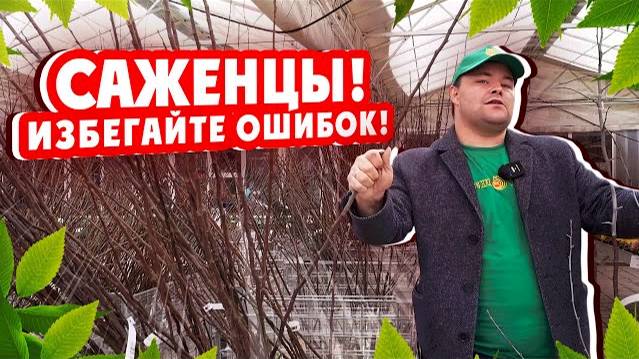 САЖЕНЦЫ! ИЗБЕГАЙТЕ ОШИБОК! Подготовка саженцев к посадке