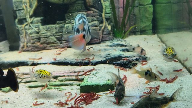 Tetradon Nigroviridis / зелёные тетрадоны
Небольшой пир !