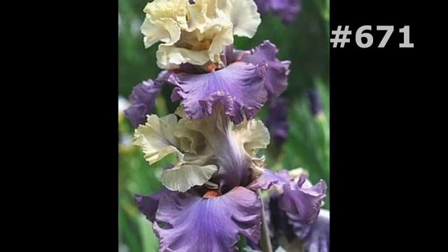 #671. Ирисы - самые лучшие цветы смотреть онлайн