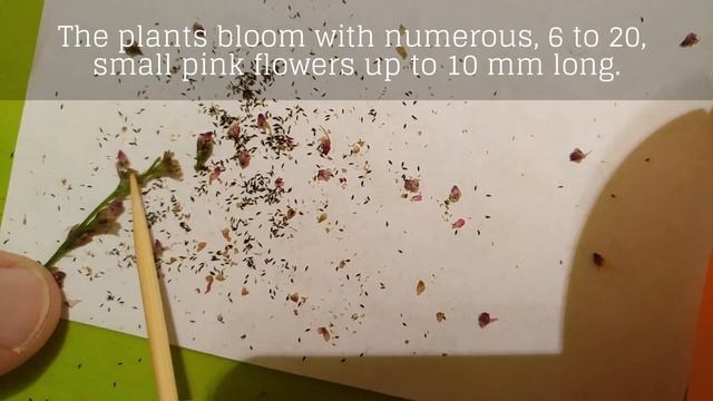 Drosera capensis - collecting seeds смотреть онлайн
