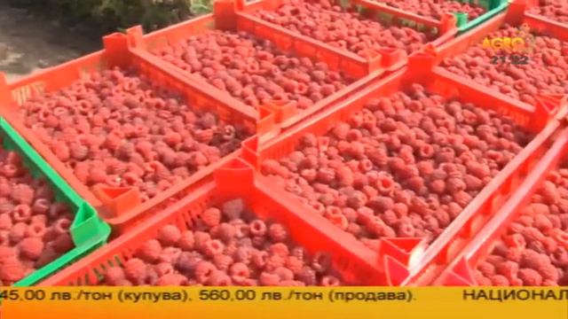 Агротема: Ще изсъхнат ли малините до Водопада, автор Ваня Манолова смотреть онлайн