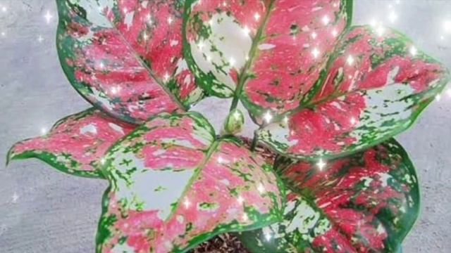 Aglaonema Tricolor Pretty D