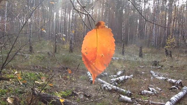 Красивый лист осенний*Байки грибника* смотреть онлайн