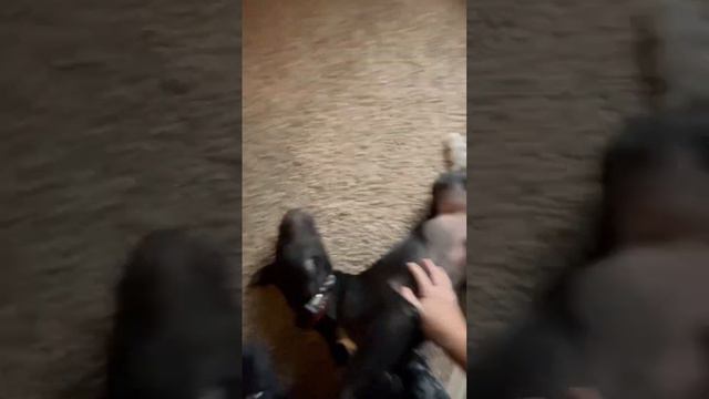 Koa loves his belly rubs #puppylife #bellyrubs смотреть онлайн