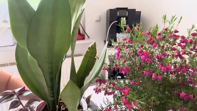 Boronia Heterophylla (Çan çiçeği) смотреть онлайн