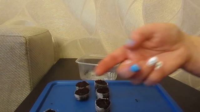 Посев Трахелиума.11.03.2019