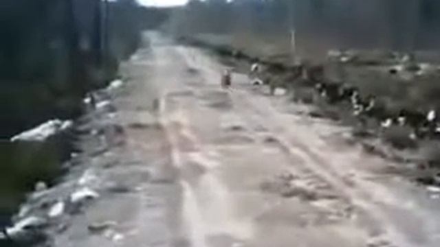 Заяц и пес Юмор! Прикол! Смех